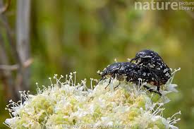 Attēlu rezultāti vaicājumam “Oxythyrea funesta”