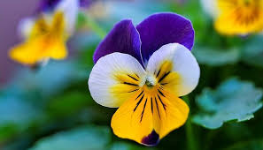 Attēlu rezultāti vaicājumam “Viola tricolor flower”
