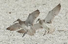 Attēlu rezultāti vaicājumam “Numenius phaeopus”