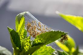 Attēlu rezultāti vaicājumam “Araneus diadematus eggs”
