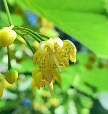 Attēlu rezultāti vaicājumam “Tilia platyphyllos subsp. cordifolia flower”