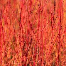 Attēlu rezultāti vaicājumam “Cornus sanguinea”