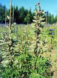 Image result for Lupinus polyphyllus Lindl.