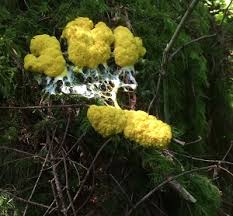 Attēlu rezultāti vaicājumam “Fuligo septica var. flava young”