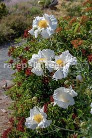 Image result for Romneya coulteri