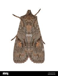 Attēlu rezultāti vaicājumam “Lithophane furcifera”