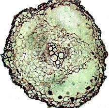 Attēlu rezultāti vaicājumam “Arctium tomentosum”