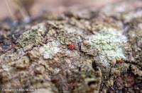 Attēlu rezultāti vaicājumam “Neonectria fuckeliana”