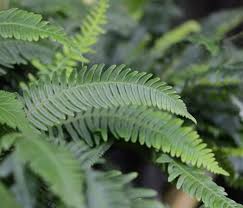 Attēlu rezultāti vaicājumam “Blechnum spicant”