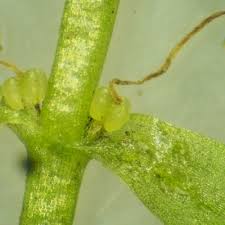 Attēlu rezultāti vaicājumam “Callitriche cophocarpa”