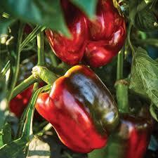 Afbeeldingsresultaat voor california wonder 300 sweet pepper