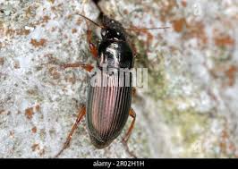 Attēlu rezultāti vaicājumam “Harpalus sp.”