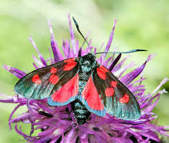 Attēlu rezultāti vaicājumam “Zygaena lonicerae larva”