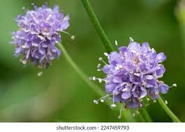 Attēlu rezultāti vaicājumam “Succisa pratensis bud”