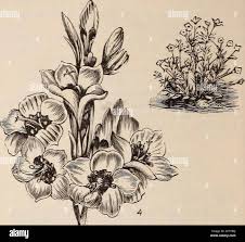 Image result for Gaillardia amblyodon