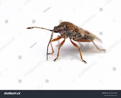 Attēlu rezultāti vaicājumam “Kleidocerys resedae”