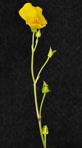 Attēlu rezultāti vaicājumam “Utricularia intermedia leaf”