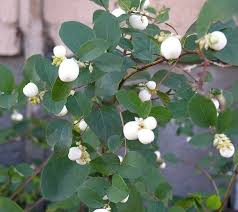 Attēlu rezultāti vaicājumam “Symphoricarpos albus”