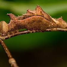 Attēlu rezultāti vaicājumam “Badhamia bethelii macro”