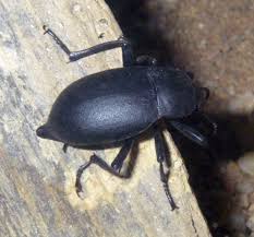 Attēlu rezultāti vaicājumam “Blaps mortisaga”