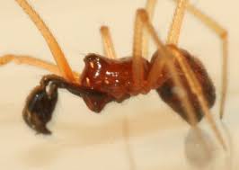 Attēlu rezultāti vaicājumam “Neottiura bimaculata”