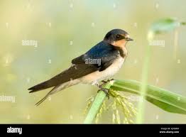 Attēlu rezultāti vaicājumam “Hirundinidae”