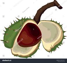 Attēlu rezultāti vaicājumam “Aesculus hippocastanum fruit”