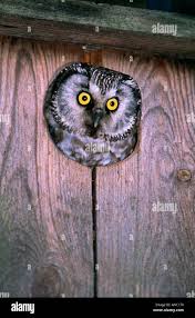 Attēlu rezultāti vaicājumam “Aegolius funereus adult”