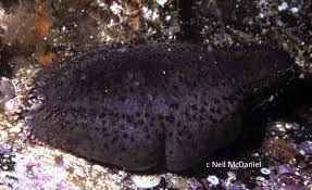 Image result for Cucumaria frondosa