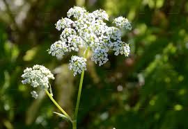 Attēlu rezultāti vaicājumam “Chaerophyllum aromaticum”
