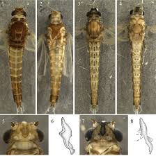Attēlu rezultāti vaicājumam “Epirranthis diversata imago”