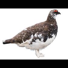 Image result for Lagopus lagopus