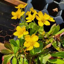 Attēlu rezultāti vaicājumam “Caltha palustris”