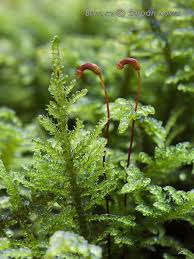 Attēlu rezultāti vaicājumam “Palustriella commutata”