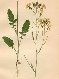 Attēlu rezultāti vaicājumam “Raphanus raphanistrum flower”