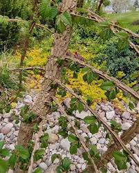 Attēlu rezultāti vaicājumam “Ulmus minor f. suberosa”