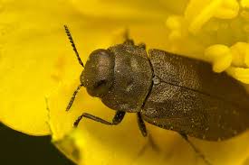 Attēlu rezultāti vaicājumam “Anthaxia quadripunctata”