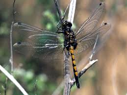 Attēlu rezultāti vaicājumam “Leucorrhinia pectoralis female”
