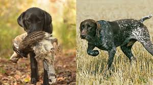 Image result for Pointers