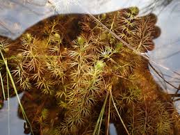 Attēlu rezultāti vaicājumam “Utricularia intermedia leaf”