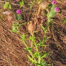 Attēlu rezultāti vaicājumam “Cirsium vulgare”