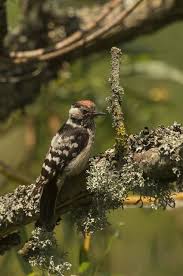Attēlu rezultāti vaicājumam “Dendrocopos minor”
