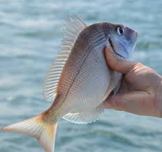 Image result for Stenotomus chrysops