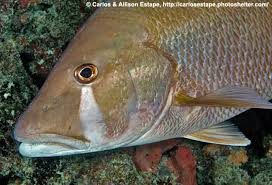 Image result for Lutjanus jocu