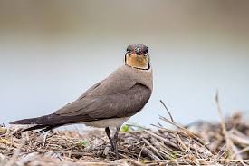 Image result for Glareola maldivarum