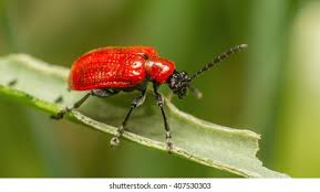 Attēlu rezultāti vaicājumam “Ampedus sp.”