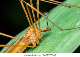 Attēlu rezultāti vaicājumam “Nematocera”