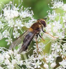 Attēlu rezultāti vaicājumam “Leucozona glaucia”