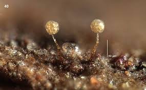 Attēlu rezultāti vaicājumam “Badhamia dubia sessile”