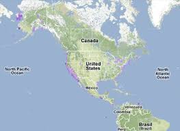 Image result for Sterna acuflavida